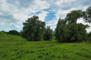 Fototapeta na wymiar Summer landscape on a riverside flooded meadow with trees and lush green grass