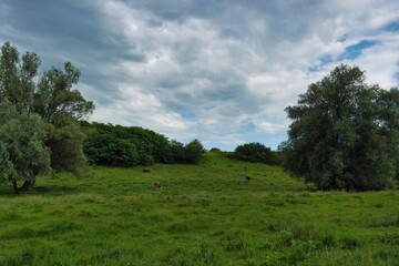 Summer landscape on a riverside flooded meadow with trees and lush green grass