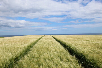 Obraz premium Field of wheat