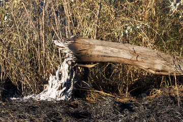 Kruger National Park: aftermath of controlled deliberate veld burning