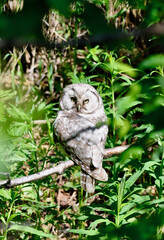 Fototapeta premium big horned owl on a tree