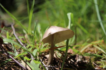 Mushroom in the grass
