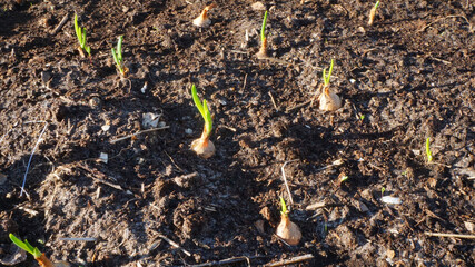 young sprouts onions greens grass young crops in the garden sunny summer cottage garden