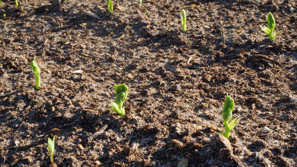 young sprouts greens grass young peas in the garden sunny summer
