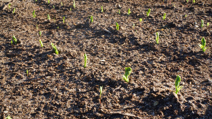 young sprouts greens grass young peas in the garden sunny summer