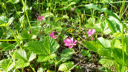 Obraz na płótnie Canvas pink beautiful small flowers among green juicy fresh greenery in the grass it's sunny summer