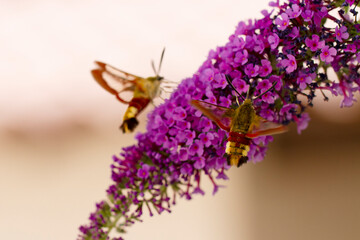 Sphinx gazé Hemaris fuciformis butinant sur un Buddleia