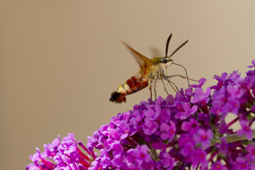 Sphinx gazé Hemaris fuciformis butinant sur un Buddleia