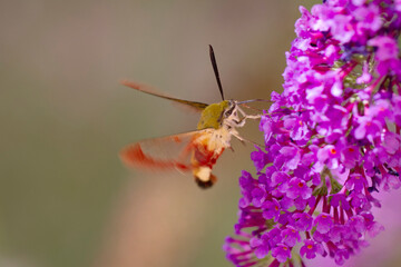 Sphinx gazé Hemaris fuciformis butinant sur un Buddleia