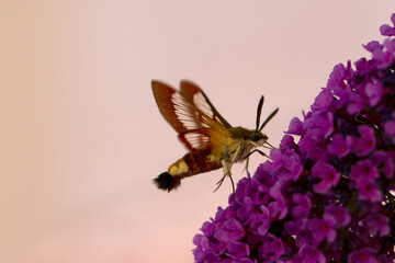 Sphinx gazé Hemaris fuciformis butinant sur un Buddleia