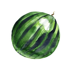 Ripe round watermelon hand-drawn in watercolor isolated on white background