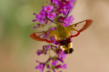 Sphinx gaz&eacute; Hemaris fuciformis butinant sur un Buddleia