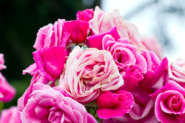 beautiful pink rose in dew