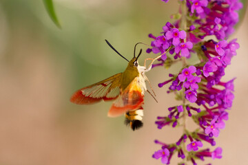 Sphinx gazé Hemaris fuciformis butinant sur un Buddleia