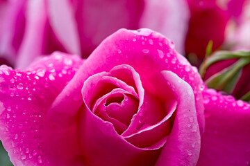 beautiful pink rose in dew