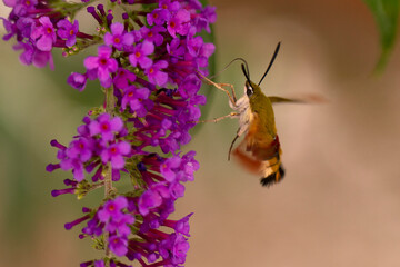 Sphinx gazé Hemaris fuciformis butinant sur un Buddleia