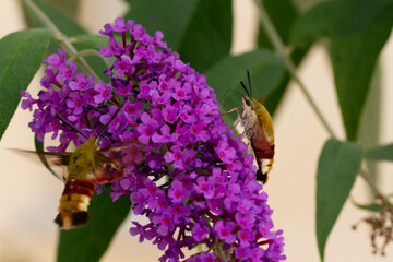 Sphinx gazé Hemaris fuciformis butinant sur un Buddleia
