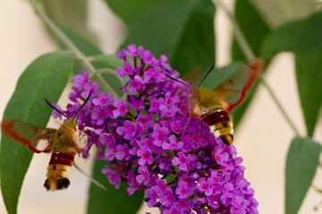 Sphinx gazé Hemaris fuciformis butinant sur un Buddleia