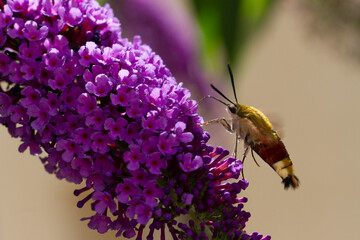 Sphinx gazé Hemaris fuciformis butinant sur un Buddleia