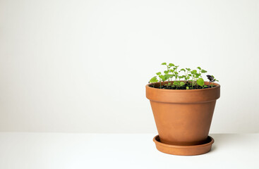 small spicy herbs in a pot on a white background