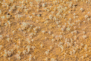 Alhagi pseudalhagi near the Ili River, southeastern Kazakhstan