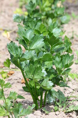 Celery growing in a field in a vegetable garden