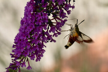 Sphinx gazé Hemaris fuciformis butinant sur un Buddleia