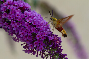 Sphinx gazé Hemaris fuciformis butinant sur un Buddleia