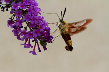 Sphinx gazé Hemaris fuciformis butinant sur un Buddleia