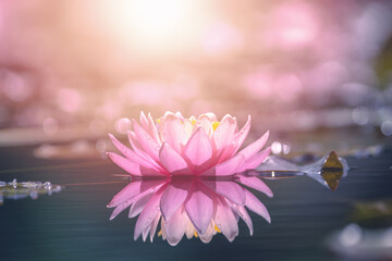 Pink lotus flower in water with sunshine
