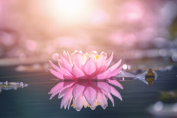 Pink lotus flower in water with sunshine
