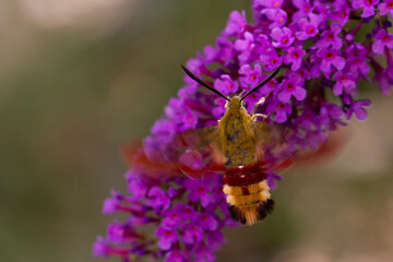 Sphinx gazé Hemaris fuciformis butinant sur un Buddleia