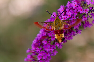 Sphinx gazé Hemaris fuciformis butinant sur un Buddleia