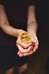 Day-old chicks on a small farm in Ontario, Canada. Mixed breed heritage chickens and small scale poultry farming.