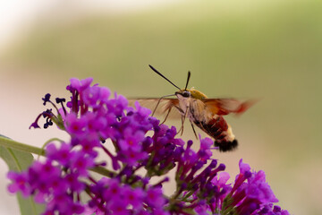 Sphinx gazé Hemaris fuciformis butinant sur un Buddleia