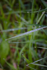 Dew drops on the grass