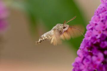 Obraz premium Morosphinx Macroglossum stellatarum butinant sur un Buddleia