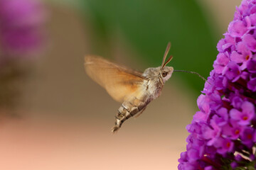 Morosphinx Macroglossum stellatarum butinant sur un Buddleia