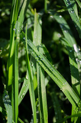 Dew drops on the grass