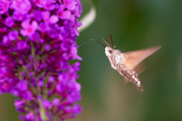 Morosphinx Macroglossum stellatarum butinant sur un Buddleia