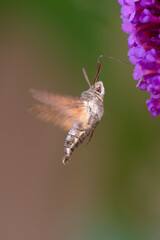 Morosphinx Macroglossum stellatarum butinant sur un Buddleia