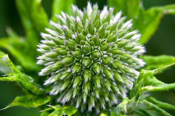 green prickly thistle from above