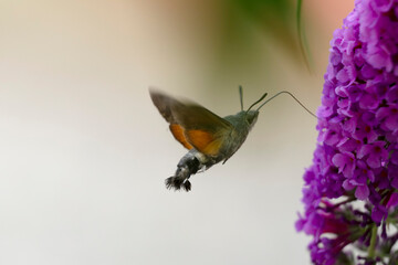 Morosphinx Macroglossum stellatarum butinant sur un Buddleia