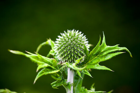 Green Prickly Thistle From Above