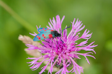 a six spot burnet moth (Zygaena filipendulae) feeding on a beautiful pink greater knapweed (Centaurea scabiosa) flower