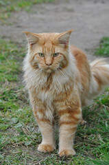 Red cat on the grass