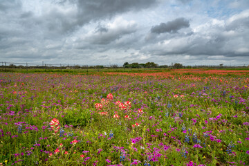 Field of Texas wildflowers with cloudy sky