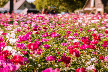 Beautiful pink peonies in the garden. Field of Paeonia lactiflora Sarah Bernhardt.  