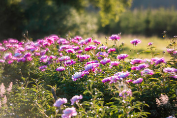 Obraz premium Beautiful pink peonies in the garden. Field of Paeonia&nbsp;lactiflora Sarah Bernhardt.&nbsp;&nbsp;