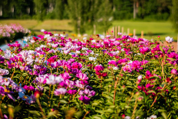 Obraz premium Beautiful pink peonies in the garden. Field of Paeonia&nbsp;lactiflora Sarah Bernhardt.&nbsp;&nbsp;